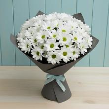 Букет цветов из:  Хризантемы #REPLACE_PRED# Уруссу